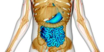 هل يمكن إصلاح “الأمعاء المسنة”؟ دراسة تفتح بابا للأمل الكشف عن علاج مناعي مبتكر