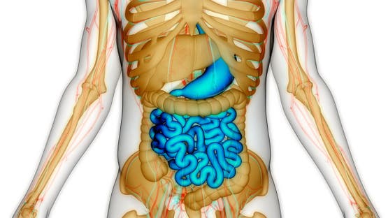 هل يمكن إصلاح “الأمعاء المسنة”؟ دراسة تفتح بابا للأمل الكشف عن علاج مناعي مبتكر