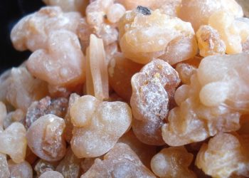 فوائد للبان الذكر