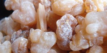 فوائد للبان الذكر