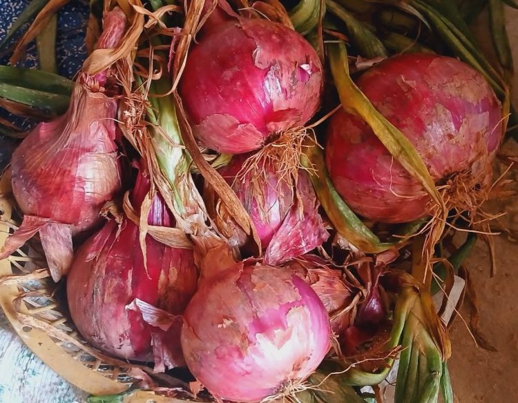 صيدلية حرمون: فوائد البصل وقيمته الغذائية