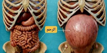 مزايا الرحم وأبرز خصائصه
