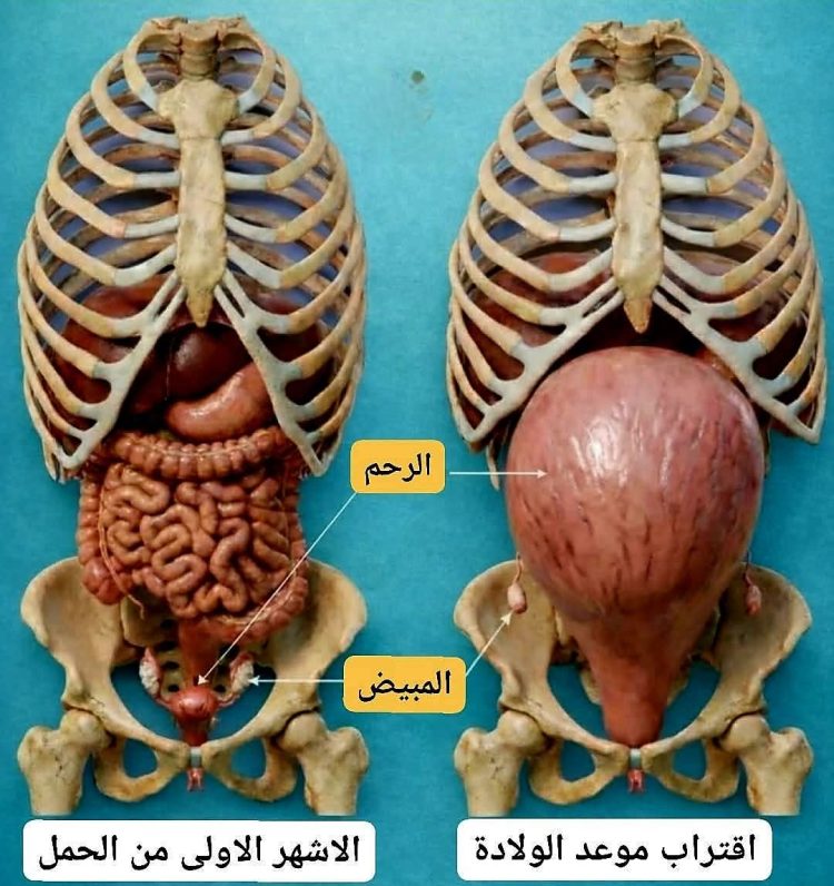 مزايا الرحم وأبرز خصائصه