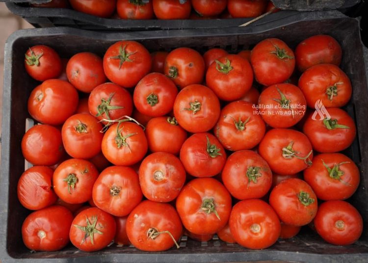 العراق يُصدّر 1000 طن من الطماطم إلى الكويت عبر منفذ سفوان